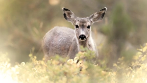 Shoshone National Forest, Wyoming. Young Mule Deer in Foliage Shoshone National Forest, Wyoming. Young Mule Deer in Foliage