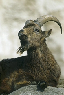 Siberian Ibex, (Capra ibex sibirica), portrait of Ibex laying down, captive Siberian Ibex, (Capra ibex sibirica), portrait of Ibex laying down, captive