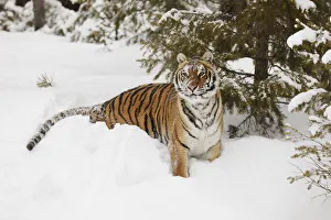 Siberian tiger in deep winter snow, Panthera tigris tigris, controlled situation, Montana Siberian tiger in deep winter snow, Panthera tigris tigris, controlled situation, Montana