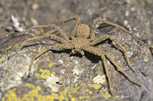 Sicarius, Atacama Desert, Chile. Is a genus of venomous spiders, the best known being Sicarius, Atacama Desert, Chile. Is a genus of venomous spiders, the best known being