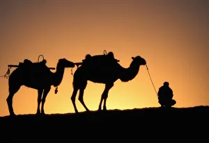 Images Dated 11th March 2011: Dunhuang Desert Camel Caravan Print