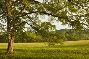 Single tree at sunrise, Cades Cove, Great Smoky Mountains National Park, Tennessee Single tree at sunrise, Cades Cove, Great Smoky Mountains National Park, Tennessee