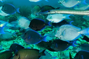 Single trumpetfish swimming among a school of blue and purple tangs off of Bonaire, N.A Single trumpetfish swimming among a school of blue and purple tangs off of Bonaire, N.A