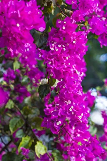 Sint Eustatius. Oranjestad, Bougainvillea flowers Sint Eustatius. Oranjestad, Bougainvillea flowers