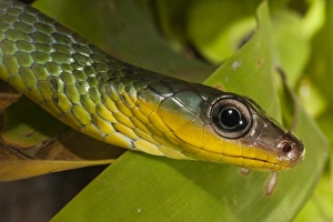 South America Snakes Prints: Sipo Snake