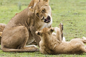 Sitting lioness snarles at reclining cub who has its paw raised towards her, Ngorongoro Sitting lioness snarles at reclining cub who has its paw raised towards her, Ngorongoro