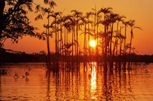Amazon Rainforest Prints: Situated right on the equator in the Amazon rainforest