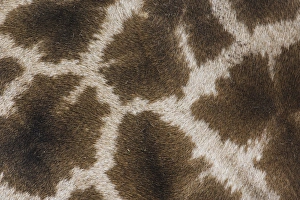 Skin pattern on Reticulated Giraffe, Giraffa camelopardalis reticulata Skin pattern on Reticulated Giraffe, Giraffa camelopardalis reticulata