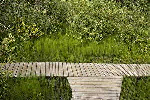 Skunk Cabbage Boardwalk, Revelstoke national Park, NBritish Columbia, Canada Skunk Cabbage Boardwalk, Revelstoke national Park, NBritish Columbia, Canada