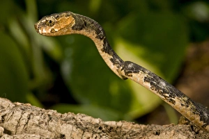 Slug-eating Snake Pareas carinatus Native to Malaysia Slug-eating Snake Pareas carinatus Native to Malaysia
