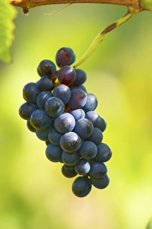 A small bunch of mourvedre grapes left over after the harvest A small bunch of mourvedre grapes left over after the harvest