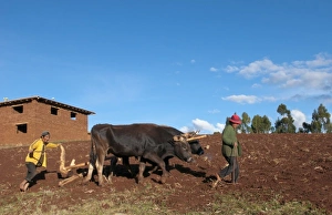 Small farm family working in fields of Sacred Valley town of Urubamba Peru Small farm family working in fields of Sacred Valley town of Urubamba Peru