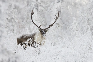 A small group of caribou migrates along the edge of the boreal forest near Finger A small group of caribou migrates along the edge of the boreal forest near Finger