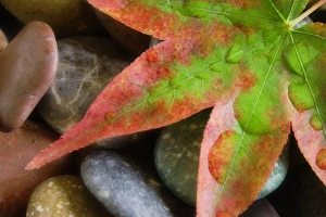 Smooth rocks and fall-colored maple leaf. Credit as: Don Paulson / Jaynes Gallery Smooth rocks and fall-colored maple leaf. Credit as: Don Paulson / Jaynes Gallery