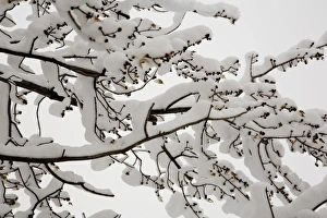 Winter Tree Landscape Prints: Snow on the branches of a tree