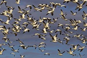 Snow geese blast off while feeding in barley fields during spring migration at Freezeout Snow geese blast off while feeding in barley fields during spring migration at Freezeout