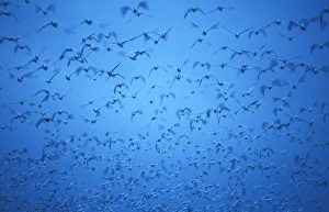 Snow geese in Bosque del Apache, New Mexico at dawn Snow geese in Bosque del Apache, New Mexico at dawn