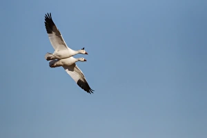 Snow Geese (Chen caerulescens) pair in flight Snow Geese (Chen caerulescens) pair in flight