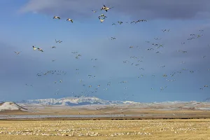 Snow geese feeding in barley field stubble near Freezeout Lake Wildlife Management Snow geese feeding in barley field stubble near Freezeout Lake Wildlife Management