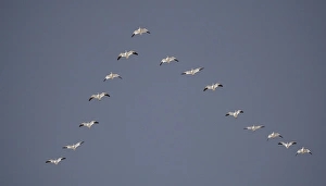 Snow geese flying in vee formation. Credit as: Arthur Morris / Jaynes Gallery / Danita Delimont Snow geese flying in vee formation. Credit as: Arthur Morris / Jaynes Gallery / Danita Delimont