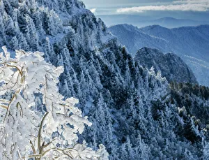 Snow ice crystals blowing off tree, Sandia Mountain Wilderness, New Mexico