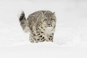 Snow leopard, Panthera uncia controlled situation, Montana Snow leopard, Panthera uncia controlled situation, Montana