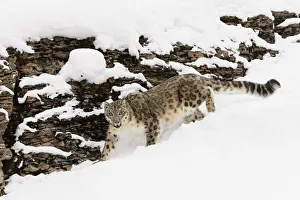 Snow leopard in winter snow, Panthera uncia, controlled situation Snow leopard in winter snow, Panthera uncia, controlled situation