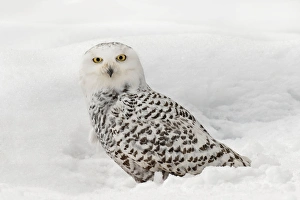 Snowy Owl on snow, (Captive) Montana Bubo scandiacus Snowy Owl on snow, (Captive) Montana Bubo scandiacus