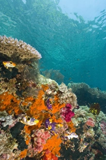 Soft corals, sponges, and Tunicates, Raja Ampat region of Papua (formerly Irian Jaya) Soft corals, sponges, and Tunicates, Raja Ampat region of Papua (formerly Irian Jaya)
