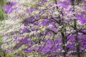 Soft focus view of flowering dogwood tree and distant Eastern redbud, Kentucky Soft focus view of flowering dogwood tree and distant Eastern redbud, Kentucky