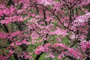 Soft focus view of large pink flowering dogwood tree in full bloom, Kentucky Soft focus view of large pink flowering dogwood tree in full bloom, Kentucky