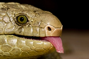 The Solomon Island skink, Corucia zebrata, is the largest of all skinks, and is the The Solomon Island skink, Corucia zebrata, is the largest of all skinks, and is the