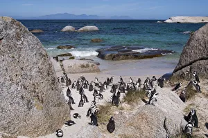South Africa, Cape Town, Simons Town, Boulders Beach. African penguin colony