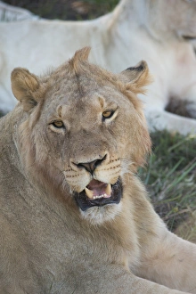 South Africa, Eastern Cape, East London. Inkwenkwezi Game Reserve. Young male lion (WILD South Africa, Eastern Cape, East London. Inkwenkwezi Game Reserve. Young male lion (WILD