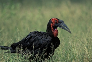 South Africa, Kruger National Park, South Ground Hornbill (Bucorvus cafer) walks South Africa, Kruger National Park, South Ground Hornbill (Bucorvus cafer) walks