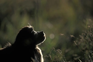 South Africa, Pilanesburg Game Reserve, Chacma Baboon (Papio ursinus) in tall grass South Africa, Pilanesburg Game Reserve, Chacma Baboon (Papio ursinus) in tall grass