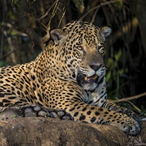 South America. Brazil. A jaguar (Panthera onca), an apex predator, rests along the South America. Brazil. A jaguar (Panthera onca), an apex predator, rests along the