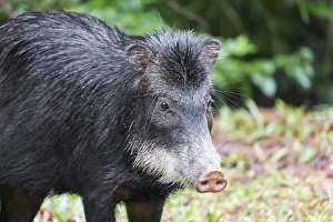 South America, Brazil, Mato Grosso do Sul, white-lipped peccary, Tayassu pecari South America, Brazil, Mato Grosso do Sul, white-lipped peccary, Tayassu pecari