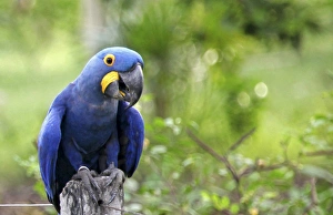 South America, Brazil, Pantanal. The endangered Hyacinth Macaw at home in the Pantanal South America, Brazil, Pantanal. The endangered Hyacinth Macaw at home in the Pantanal