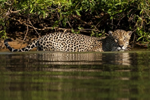 South America, Brazil, Pantanal Wetlands, Jaguar (Panthera onca) preparing to cross South America, Brazil, Pantanal Wetlands, Jaguar (Panthera onca) preparing to cross