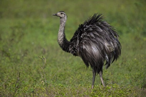 South America. Brazil. A rhea (Rhea americana), a arge bird related to the ostrich South America. Brazil. A rhea (Rhea americana), a arge bird related to the ostrich