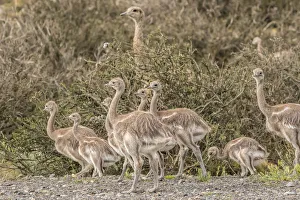 South America, Chile, Patagonia. Male rhea and chicks South America, Chile, Patagonia. Male rhea and chicks