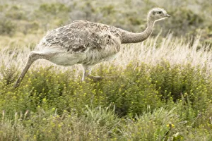 South America, Chile, Patagonia. Rhea running South America, Chile, Patagonia. Rhea running