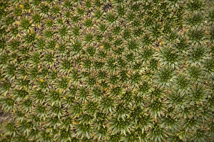 South America, Ecuador. Alpine suculent plants, Cajas National Park South America, Ecuador. Alpine suculent plants, Cajas National Park