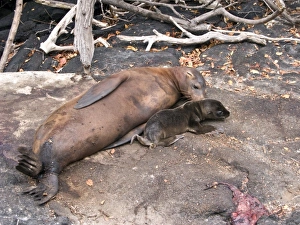 South America, Ecuador, Galapagos Is., Galapagos Sea Lion, newly born pup, placenta South America, Ecuador, Galapagos Is., Galapagos Sea Lion, newly born pup, placenta