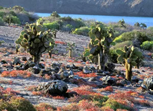 Images Dated 20th April 2006: South America, Ecuador, Galapagos Islands. Prickly Pear Cactus (Opuntia cactaceae)