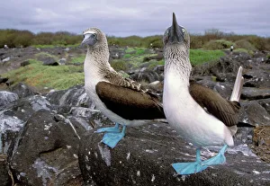 South America, Ecuador, Galapagos Islands, Hood Island. Blue Footed Boobies (Sula South America, Ecuador, Galapagos Islands, Hood Island. Blue Footed Boobies (Sula