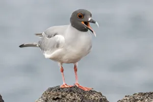 South America, Ecuador, Galapagos National Park. Swallow-tailed gull panting to stay cool South America, Ecuador, Galapagos National Park. Swallow-tailed gull panting to stay cool