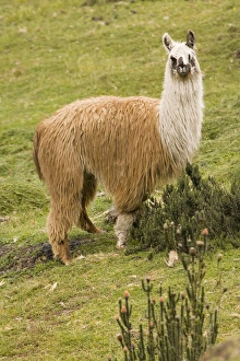 South America, Ecuador. Llama (Llama glama), Cajas National Park South America, Ecuador. Llama (Llama glama), Cajas National Park