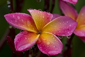 South America, Ecuador, Napo Wildlife Center. Close-up of plumeria flower South America, Ecuador, Napo Wildlife Center. Close-up of plumeria flower